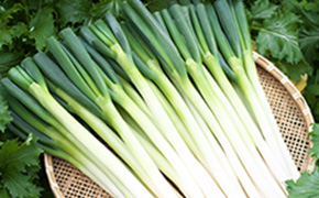 能登野菜について